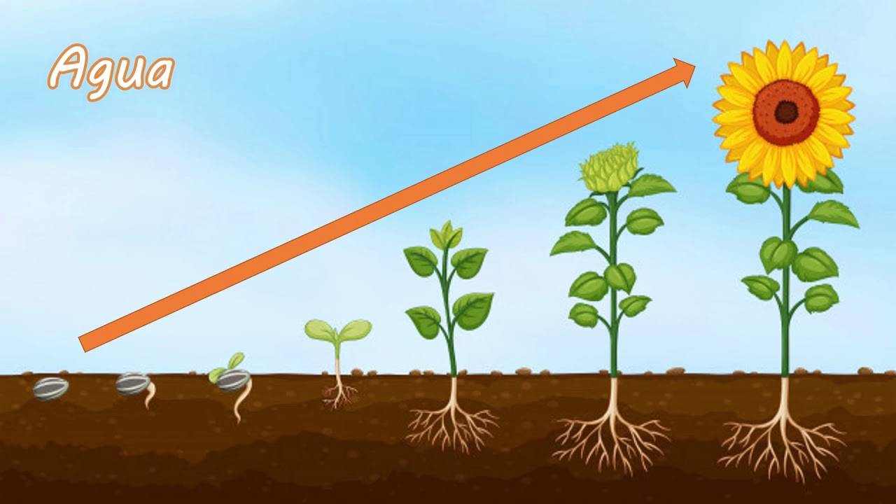 Las 4 fases de crecimiento de las plantas