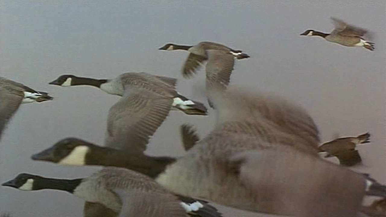 Las aves en primavera: todo lo que hacen