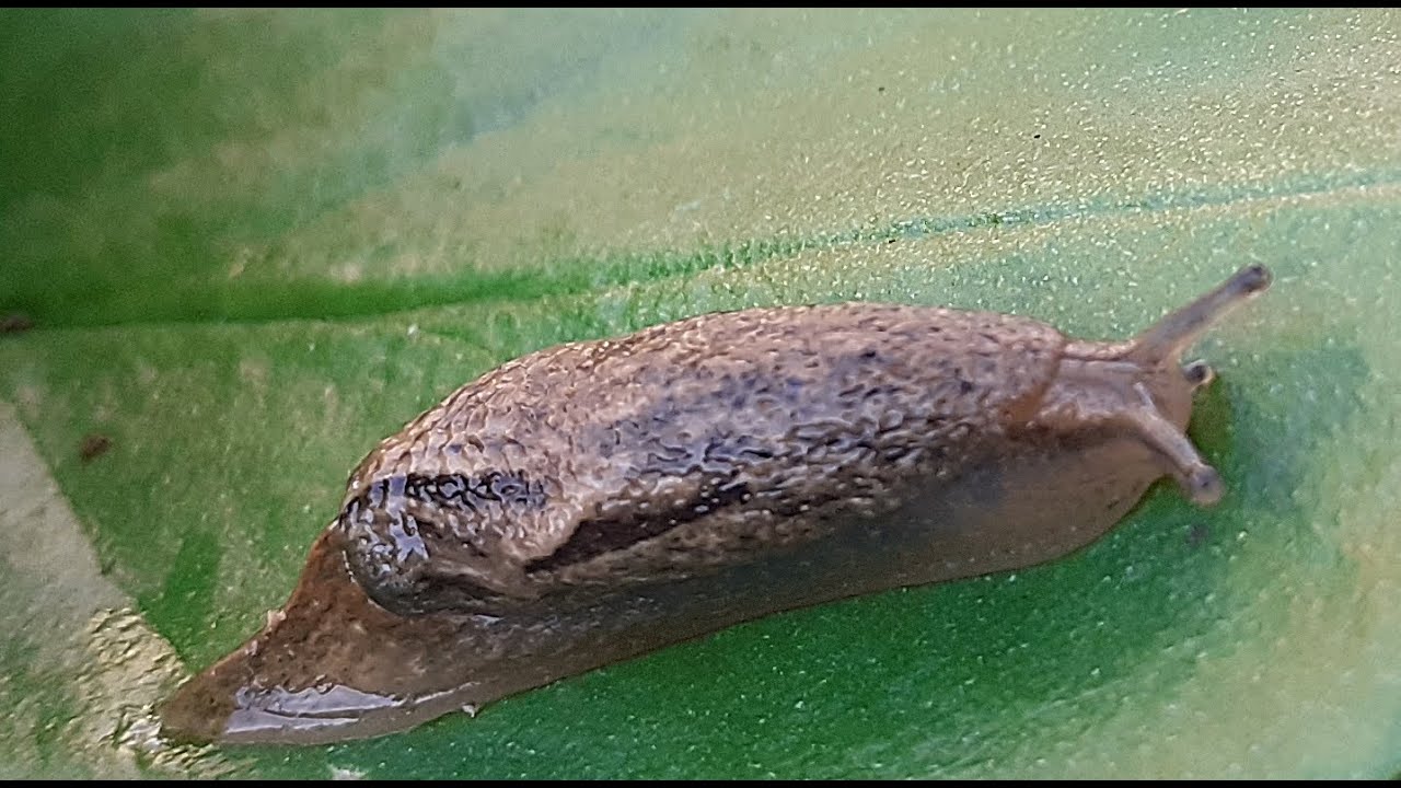 Las babosas y la sal: ¿por qué mueren?