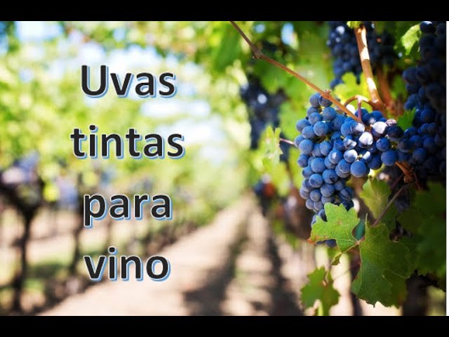 Las uvas ideales para hacer vino