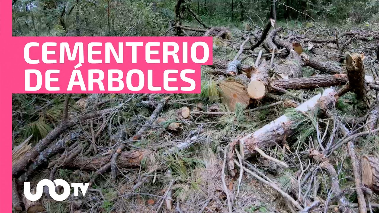 Ley de tala de árboles en México