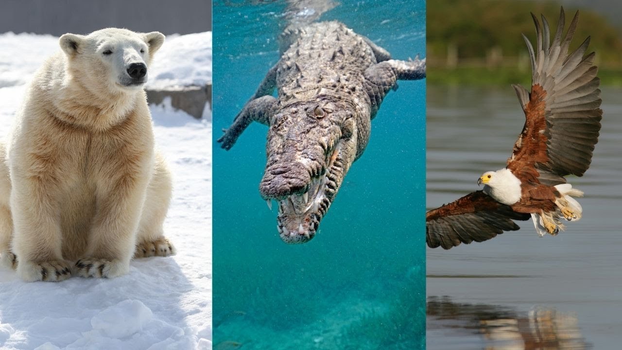 Lista de animales acuáticos y terrestres