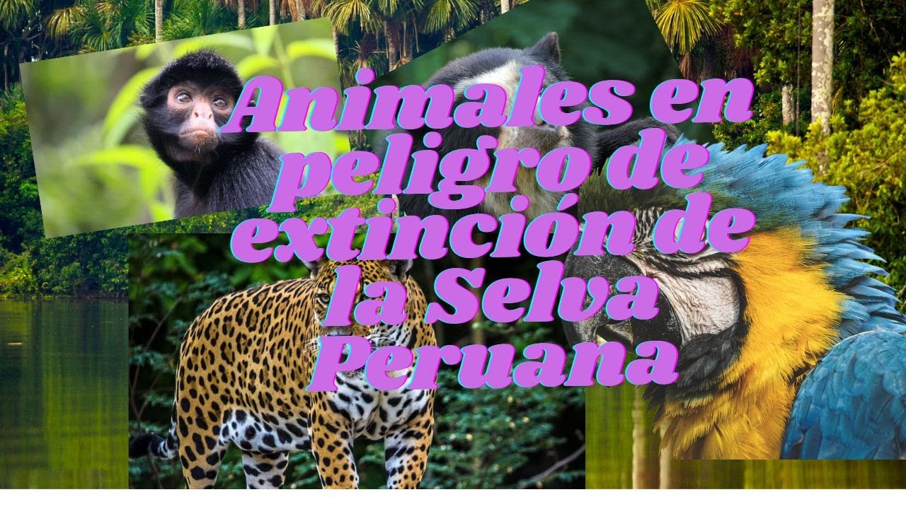 Lista de animales en peligro de extinción en la selva