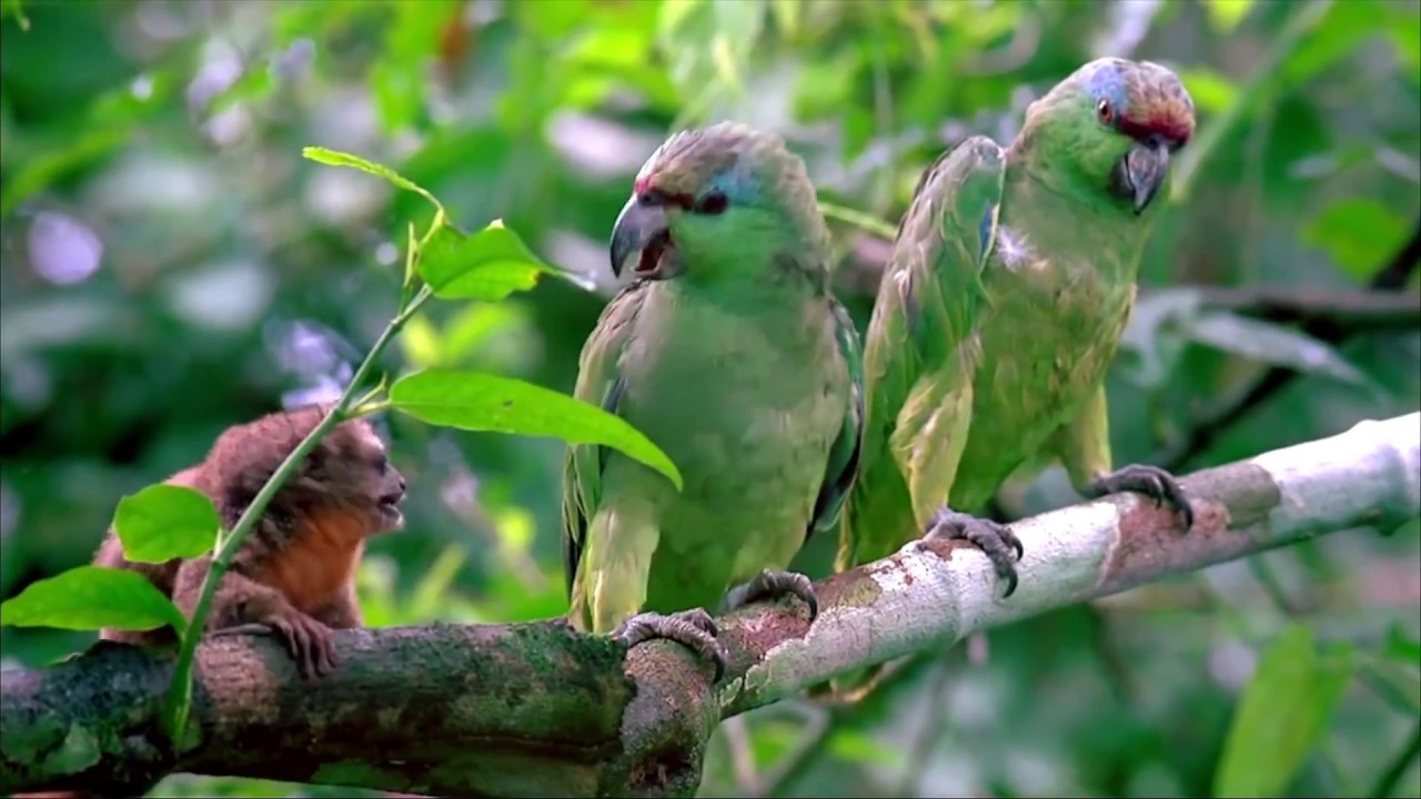 Los ecosistemas costeros de sierra y selva en Perú