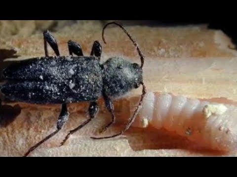 Los insectos que roen la madera en Codycross
