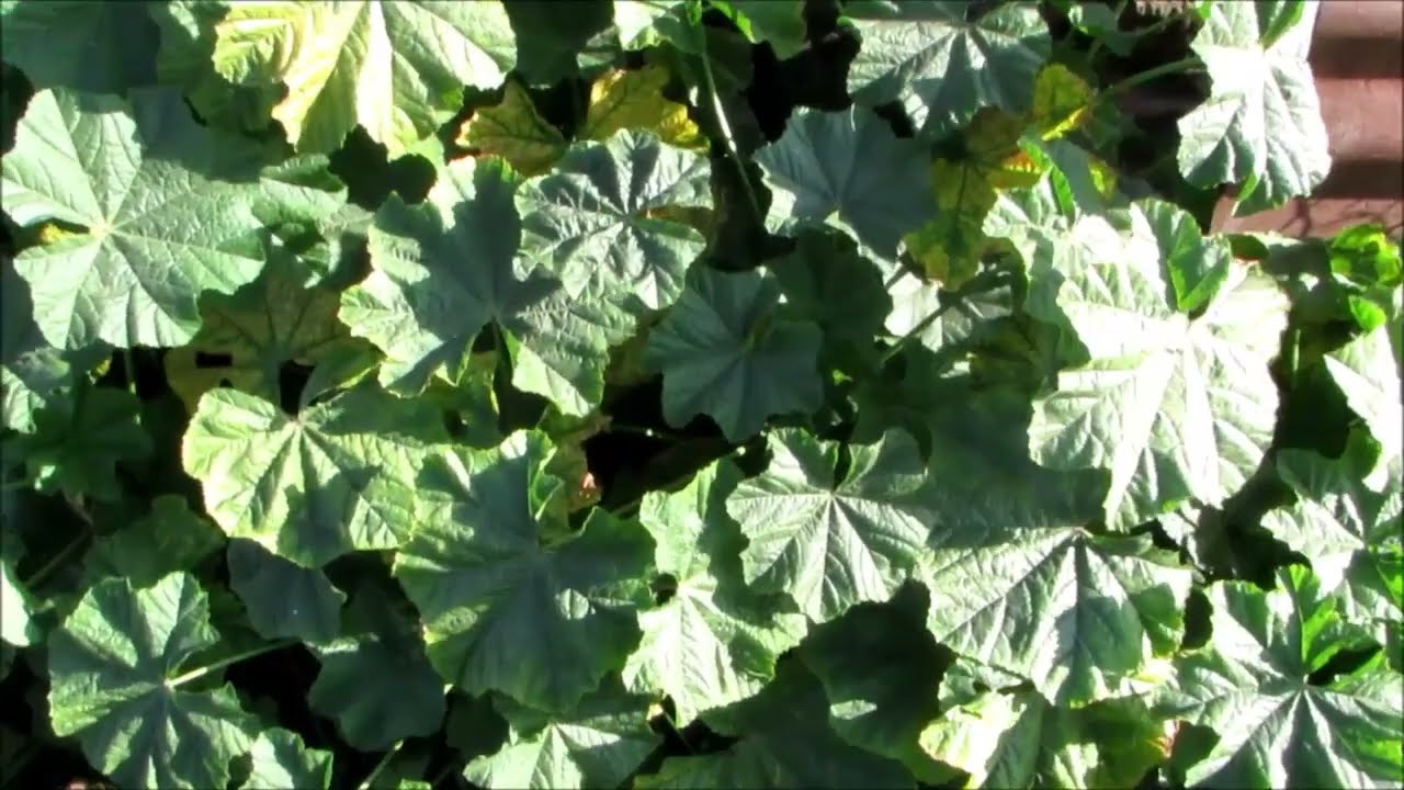 Malva de campo: Propiedades y usos