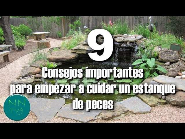 Mantén tu estanque de peces impecable con estos consejos