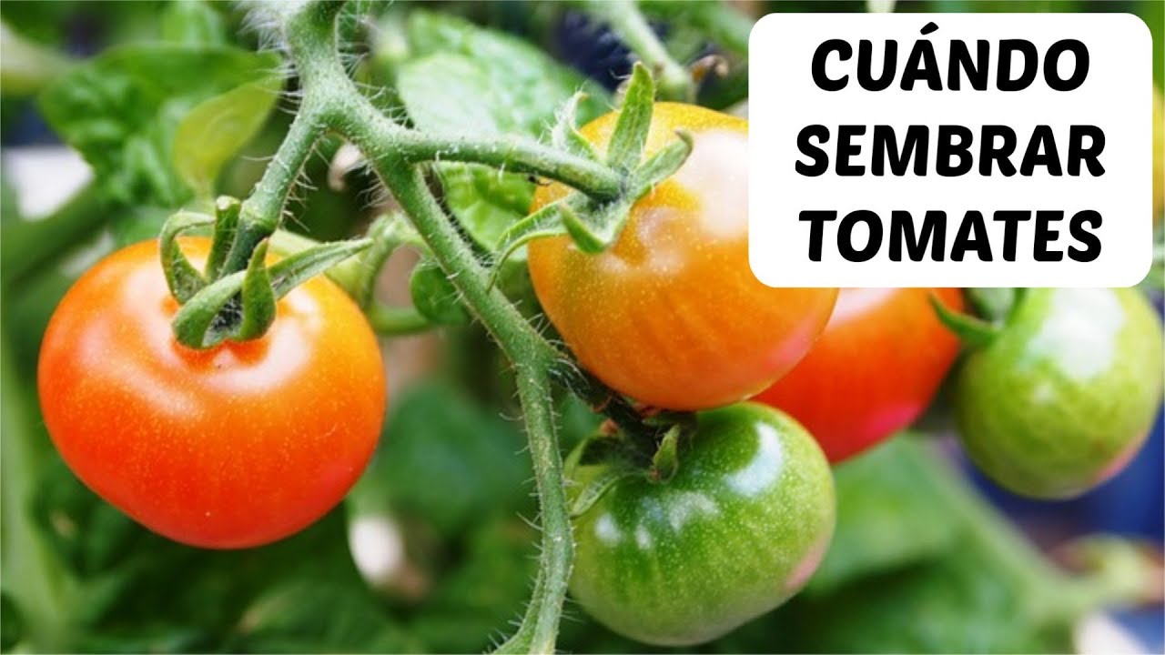 Mejores fechas para sembrar tomates en México