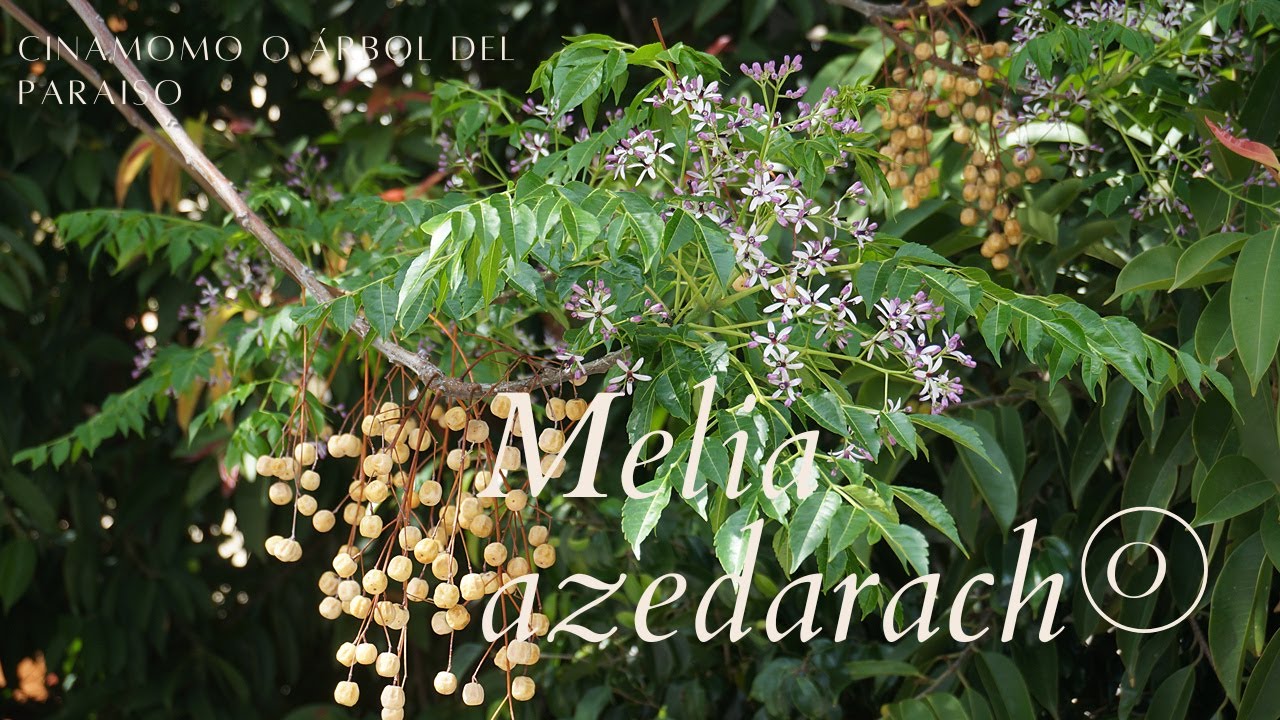Melia azedarach: características del árbol del paraíso