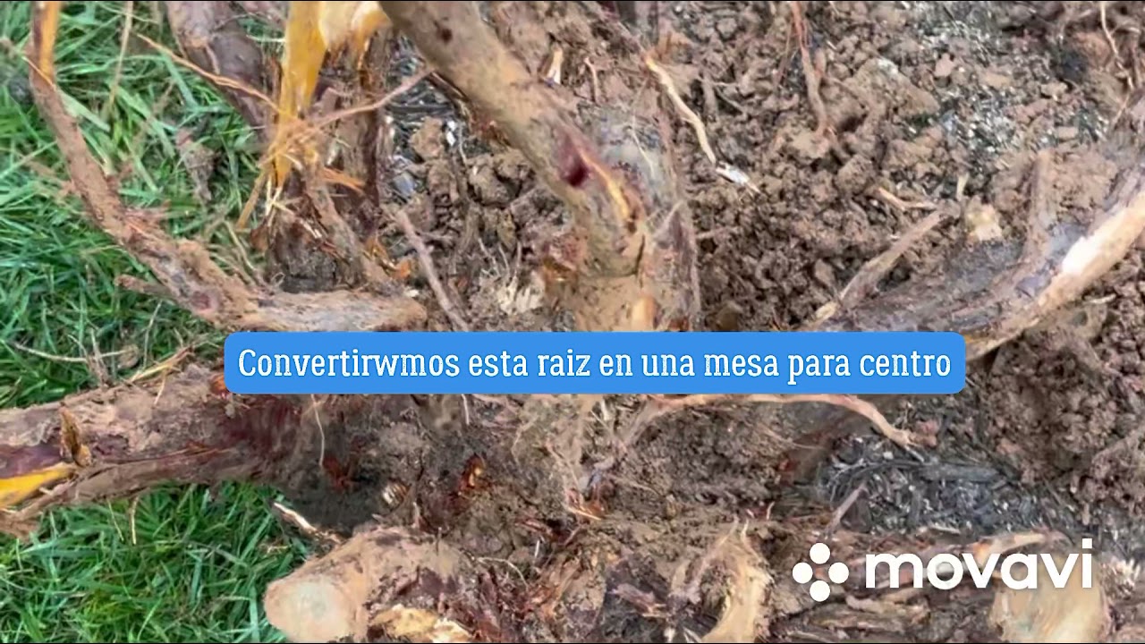 Mesa de centro con raíces de árbol