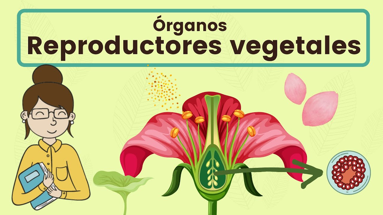 Misterios del sistema reproductivo masculino de las plantas