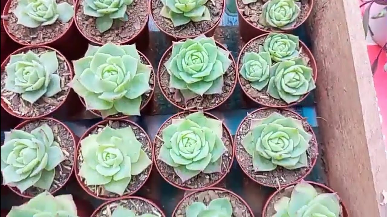 Nombre para tienda de cactus y suculentas