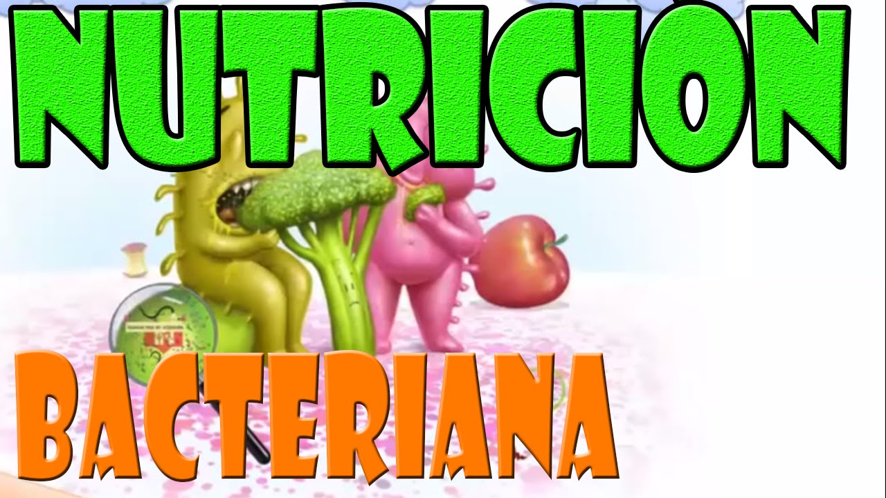 Nutrición de la bacteria sulfurosa