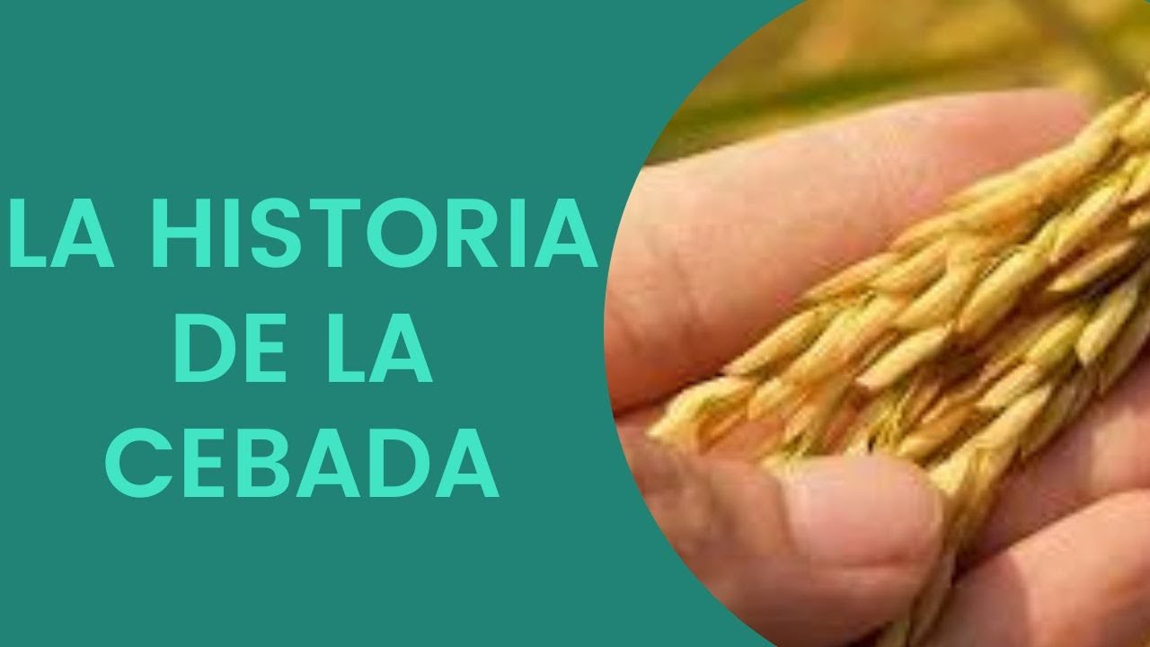Partes de la planta de cebada