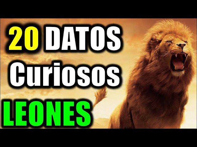 Peso promedio de un león adulto macho