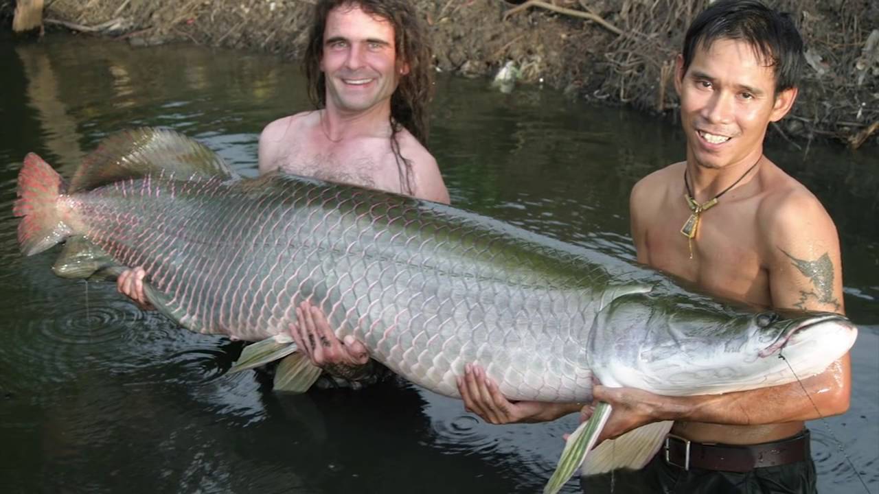 Pez de agua dulce alargado
