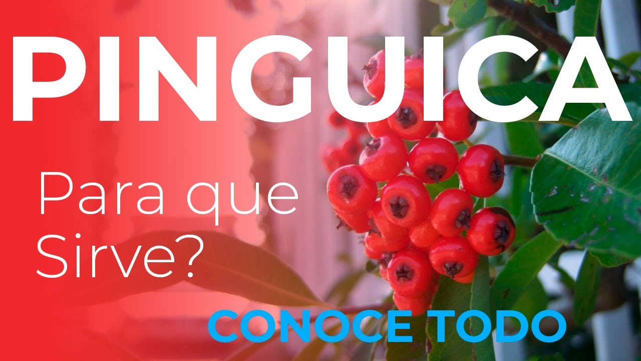 Pinguica: usos y recetas
