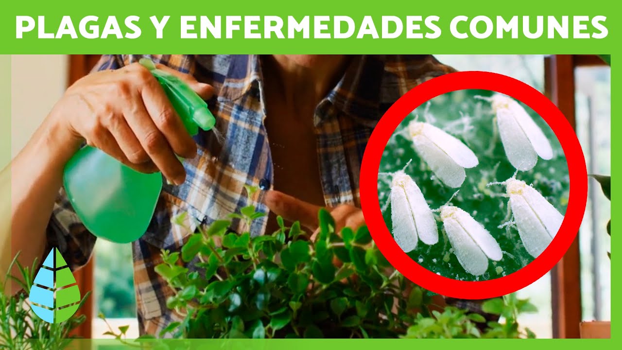 Plagas y enfermedades en plantas: cómo prevenirlas