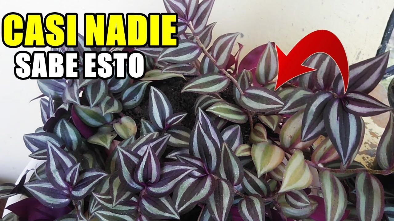 Planta con forma de corazón verde: ¡Todo amor en tu jardín!