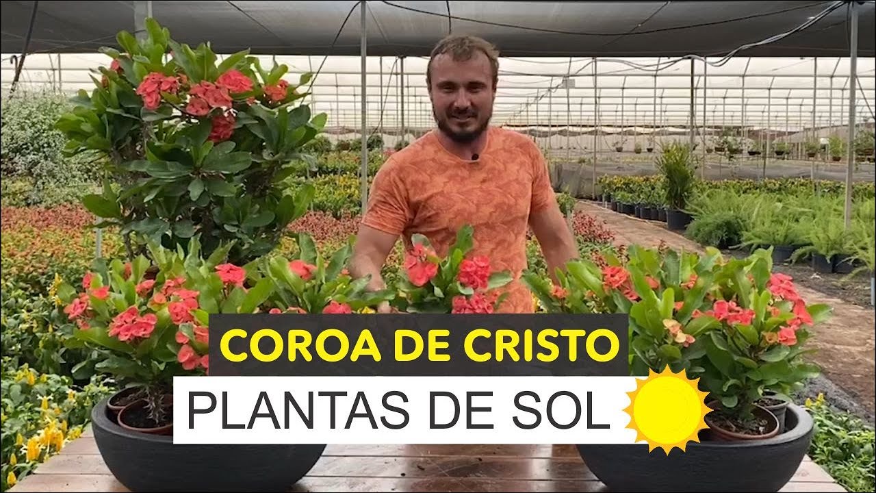 Planta corona de cristo: ¿sol o sombra?