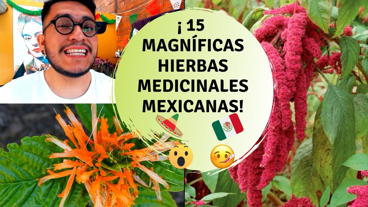 Planta medicinal mexicana gris y silvestre