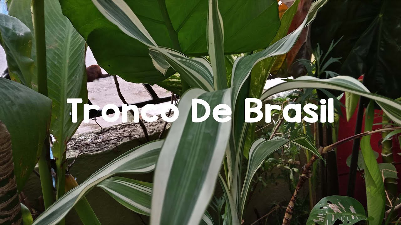 Planta similar al palo de Brasil