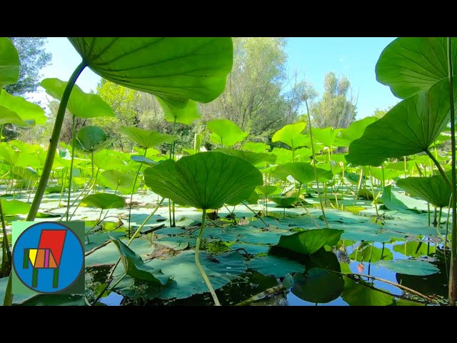 Plantas acuáticas que purifican el agua de manera natural