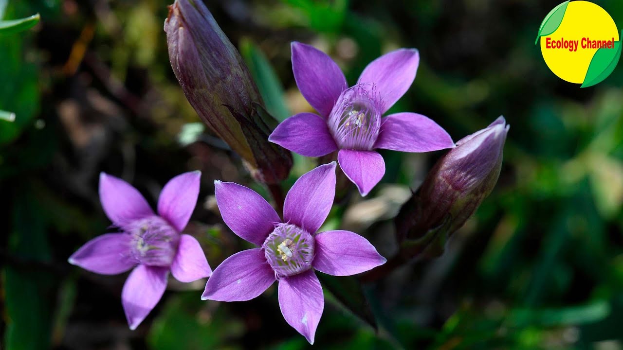 Plantas costeras de Ecuador