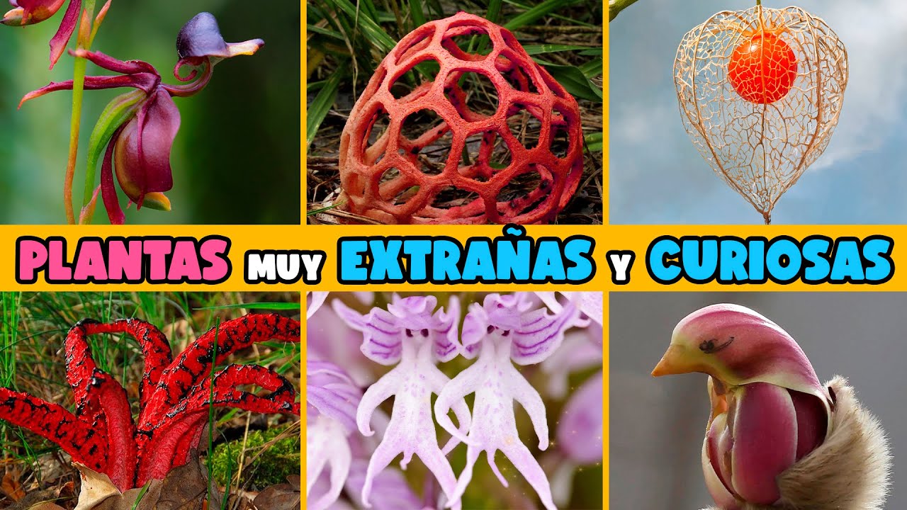 Plantas curiosas que imitan partes del cuerpo