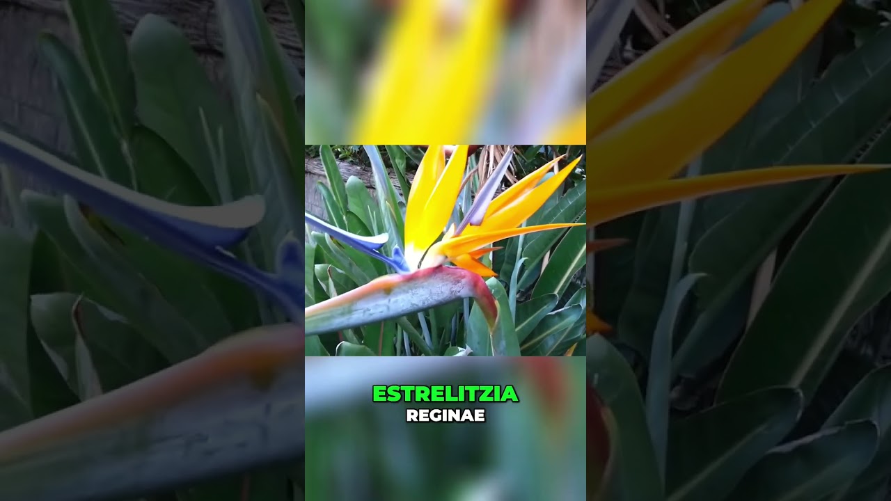 Plantas de Flores en Espiga: ¡Descubre su Belleza Exótica!