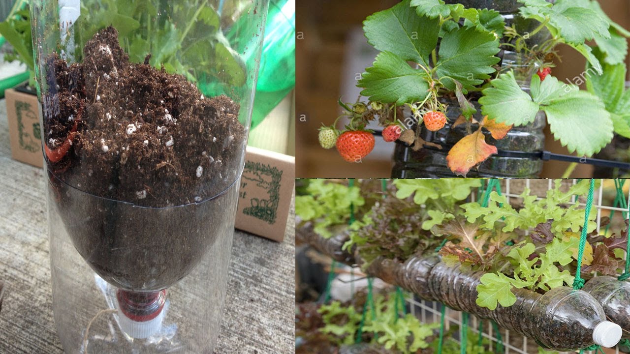 Plantas en botellas de plástico