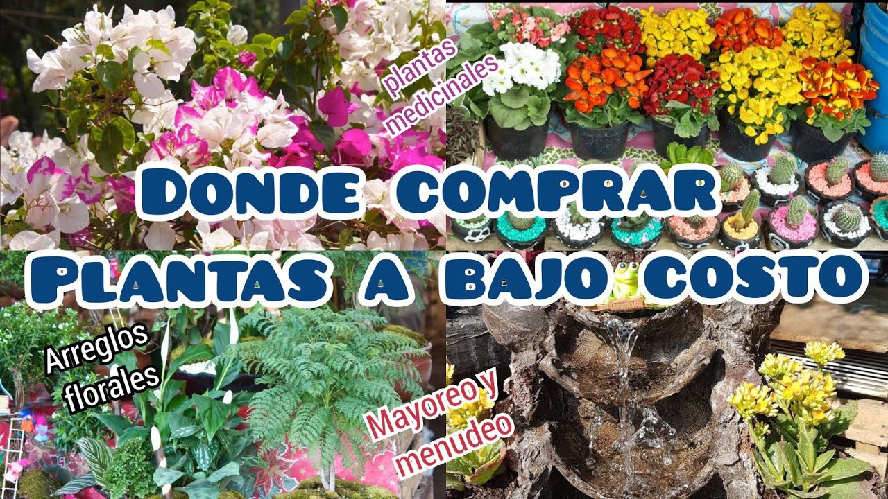 Plantas ideales para centro de mesa de bautizo