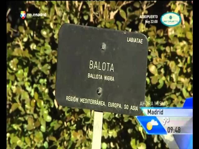 Plantas para combatir el cáncer de próstata