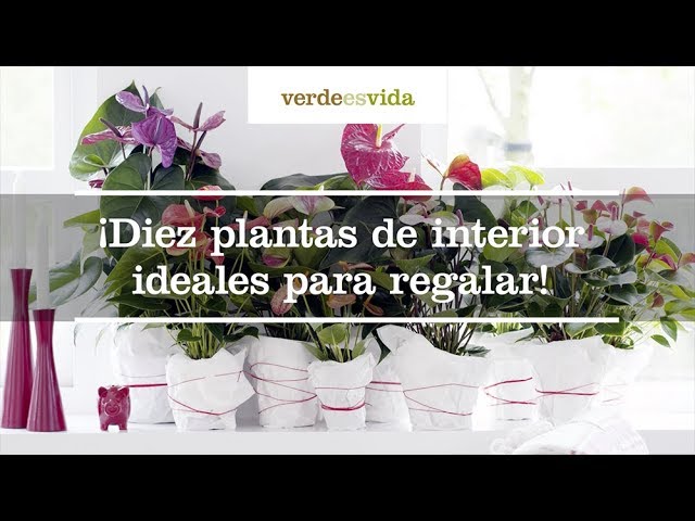 Plantas perfectas para regalar a tu suegra