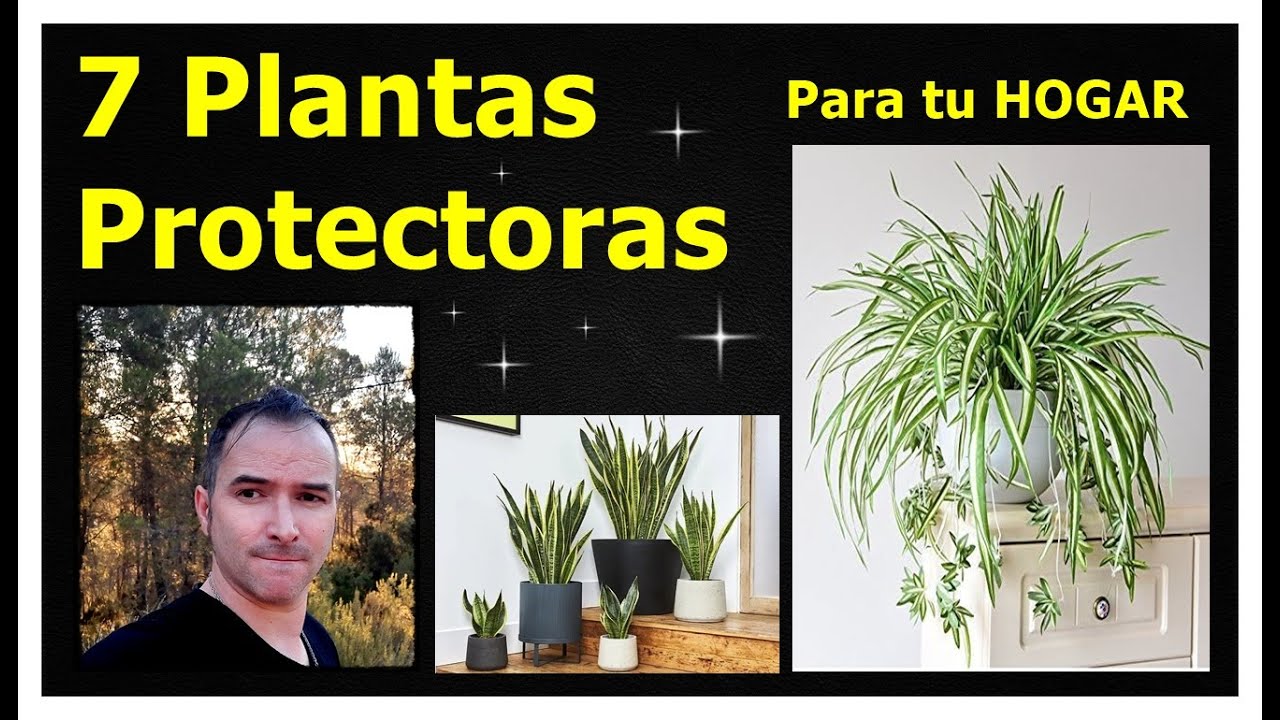 Plantas protectoras para el hogar