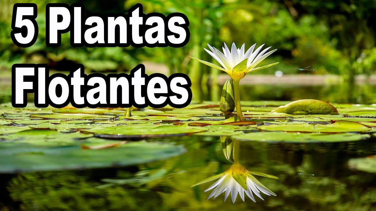 Plantas que crean islas flotantes en ríos