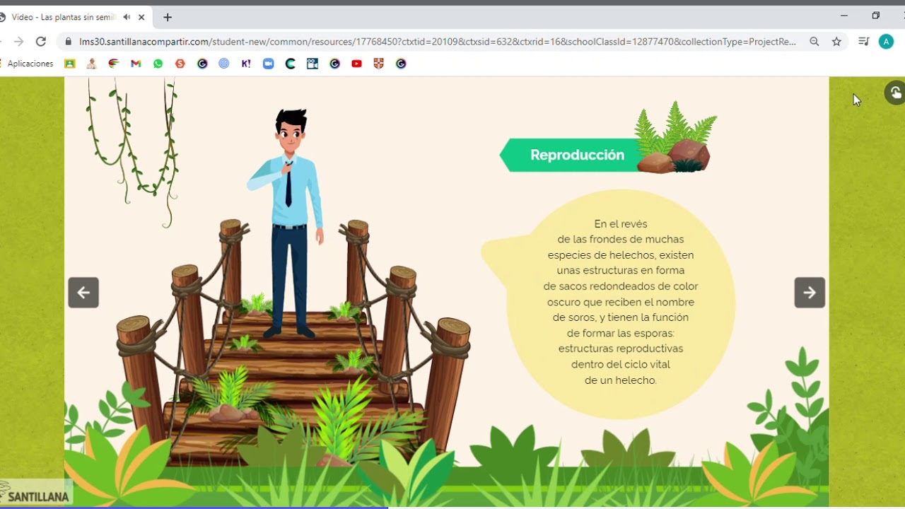 Plantas sin semillas conocidas como