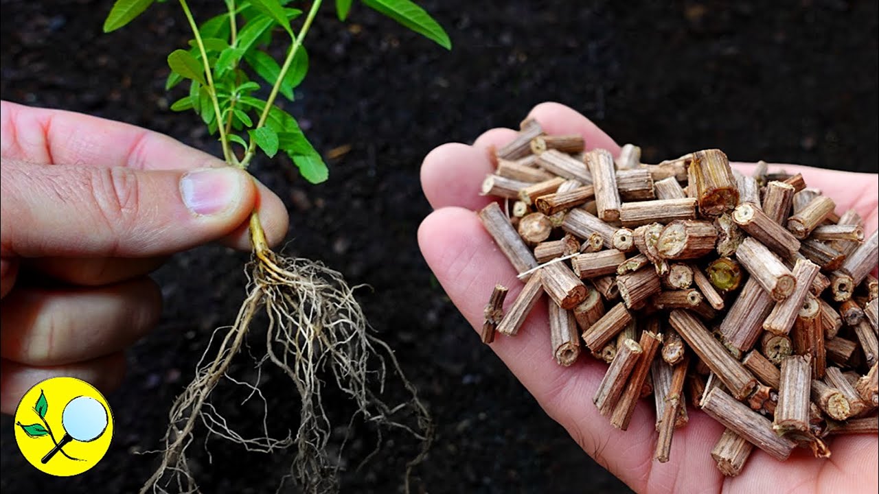 Poda del cedrón: cuidados esenciales para tu planta