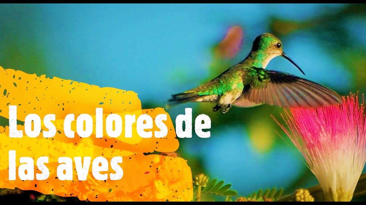 Por qué las aves tienen plumajes coloridos: El misterio de las plumas de colores en aves