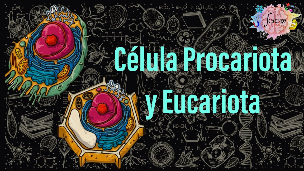 Procariota vs. Eucariota: ¿cuál es la diferencia?