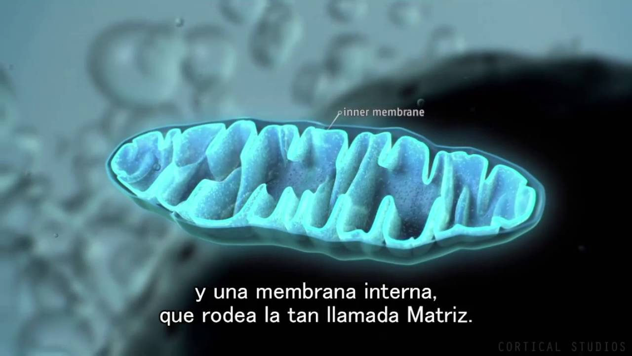 Producción de energía en la mitocondria: ¡descúbrelo!