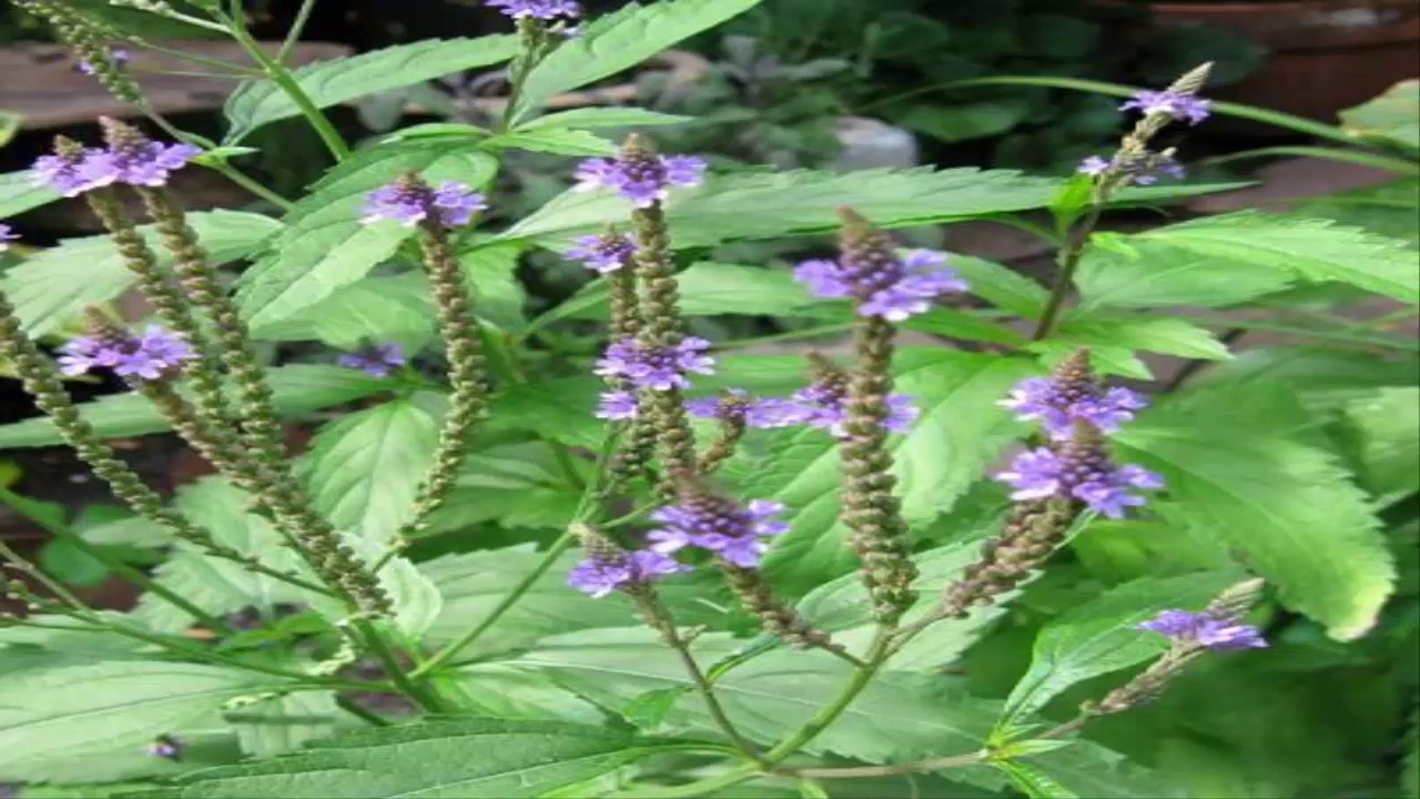 Propiedades del aceite de verbena