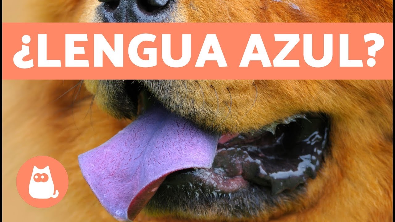 Razas de perros con lengua morada