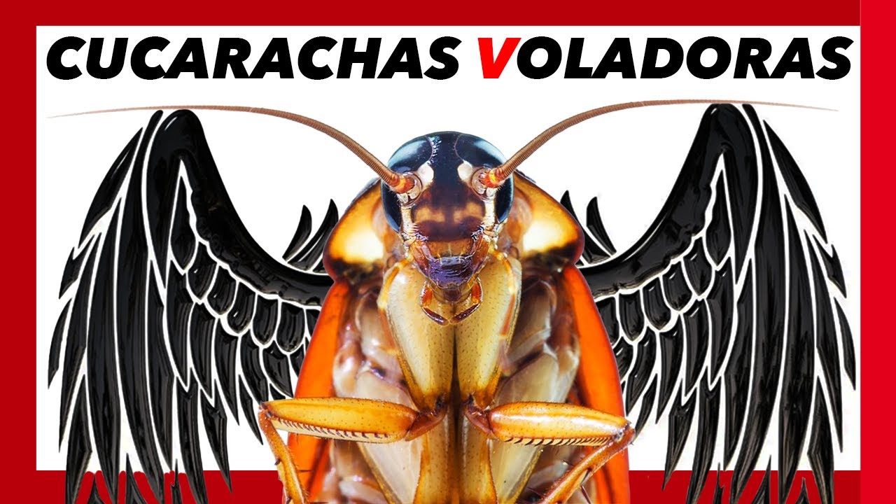 Razones por las que no todas las cucarachas vuelan