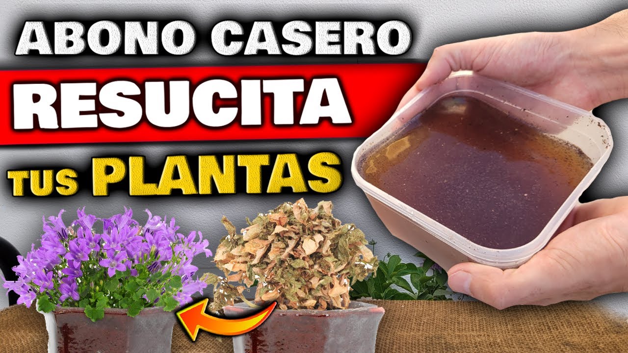 Remedios caseros para revivir plantas