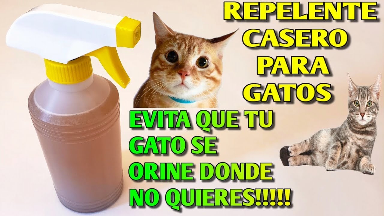 Repelente natural para evitar que los gatos orinen