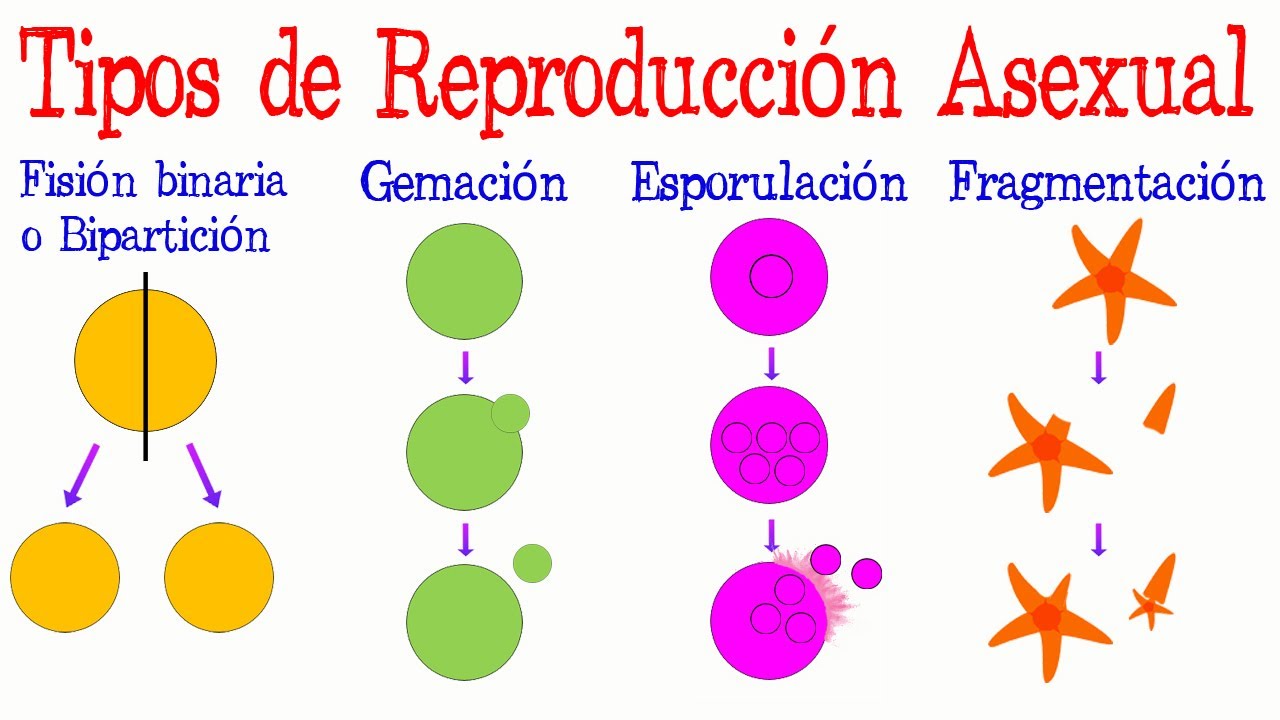 Reproducción asexual en la naturaleza