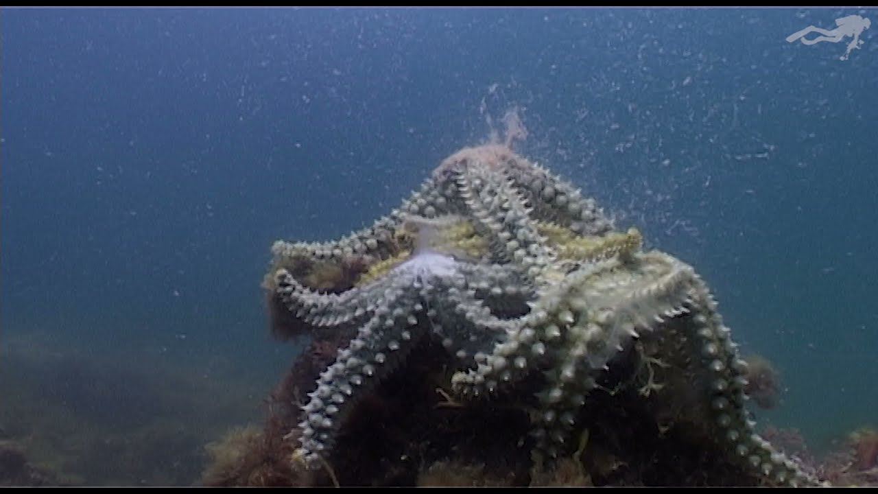 Reproducción de estrellas de mar