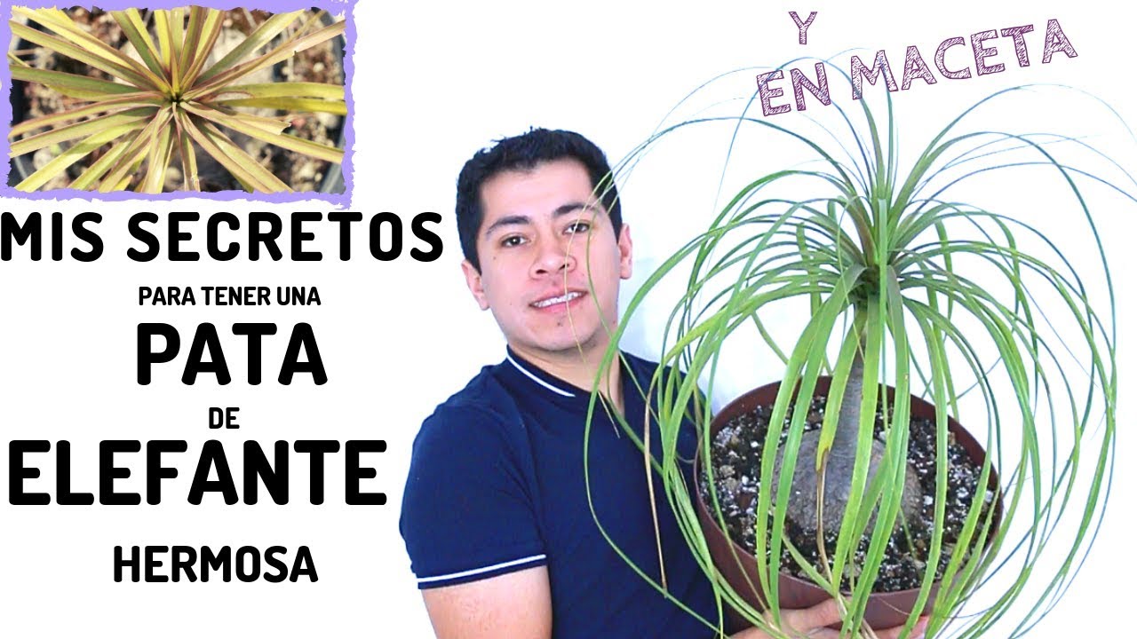 Reproducción de la planta pata de elefante