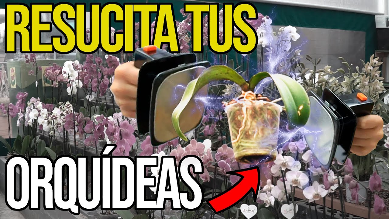Revive tu orquídea sin hojas con estos consejos